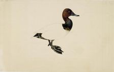 Common Pochard, 1844. Creator: Wilhelm von Wright