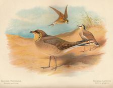Common Pratincole (Glareola pratincola), Sociable Lapwing (Vanellus gregarius) 1900, (1900). Artist: Charles Whymper
