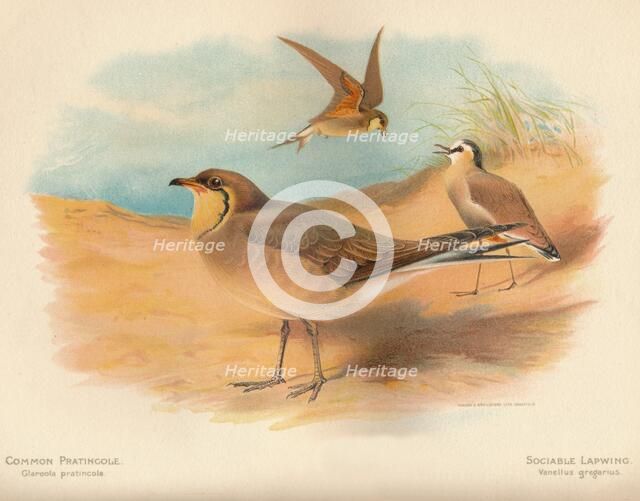 'Common Pratincole (Glareola pratincola), Sociable Lapwing (Vanellus gregarius)', 1900, (1900). Artist: Charles Whymper.