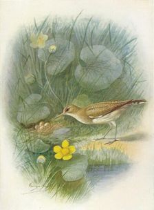 Common Sandpiper - To'tanus hypoleu'cus c1910, (1910). Artist: George James Rankin
