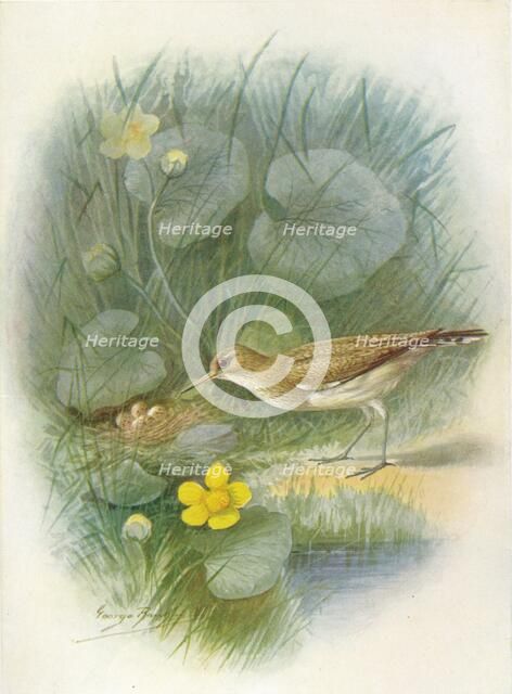 'Common Sandpiper - To'tanus hypoleu'cus', c1910, (1910). Artist: George James Rankin.