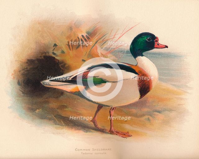 'Common Sheldrake (Tadorna cornuta)', 1900, (1900). Artist: Charles Whymper.