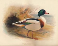 Common Sheldrake (Tadorna cornuta) 1900, (1900). Artist: Charles Whymper
