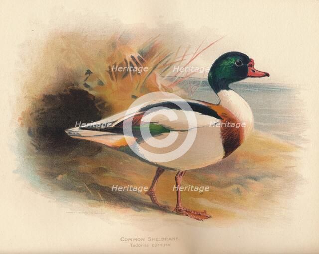 'Common Sheldrake (Tadorna cornuta)', 1900, (1900). Artist: Charles Whymper.