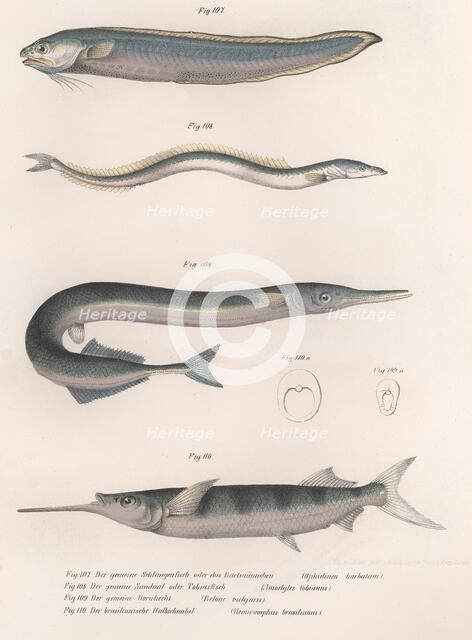 Common snake fish.  Common sand eel. Common Hornhecht. Brazilian halfbeak, c.1850s. Artist: Unknown.
