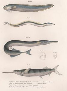 Common snake fish. Common sand eel. Common Hornhecht. Brazilian halfbeak, c.1850s