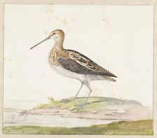 Common Snipe (Gallinago gallinago), c.1687-c.1692. Creator: Pieter Withoos