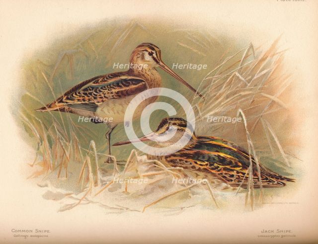 'Common Snipe (Gallinago scolopacina), Jack Snipe (Limnocryptes gallinula)', 1900, (1900). Artist: Charles Whymper.