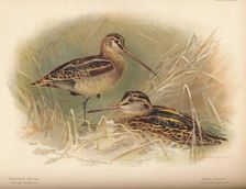 Common Snipe (Gallinago scolopacina), Jack Snipe (Limnocryptes gallinula) 1900, (1900). Artist: Charles Whymper