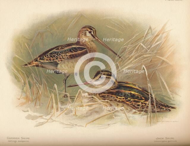 'Common Snipe (Gallinago scolopacina), Jack Snipe (Limnocryptes gallinula)', 1900, (1900). Artist: Charles Whymper.