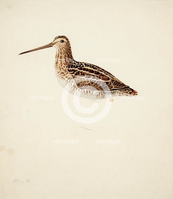 Common Snipe; unfinished, 1841. Creator: Magnus von Wright.