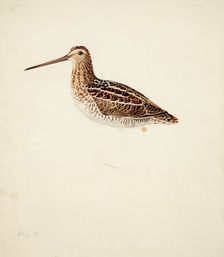 Common Snipe; unfinished, 1841. Creator: Magnus von Wright