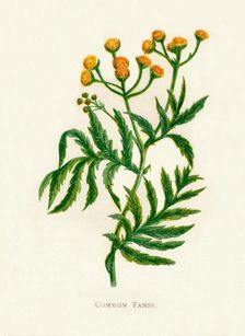 Common Tansy c1891, (1891). Artist: Anne Pratt