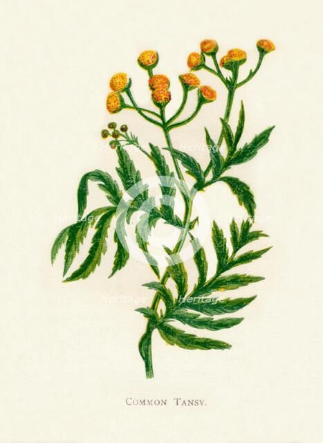 'Common Tansy', c1891, (1891). Artist: Anne Pratt.