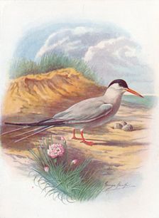 Common Tern - Stern'a fluvia'tilis c1910, (1910). Artist: George James Rankin