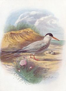Common Tern - Stern'a fluvia'tilis c1910, (1910). Artist: George James Rankin