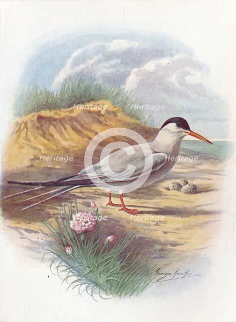 'Common Tern - Stern'a fluvia'tilis', c1910, (1910). Artist: George James Rankin.
