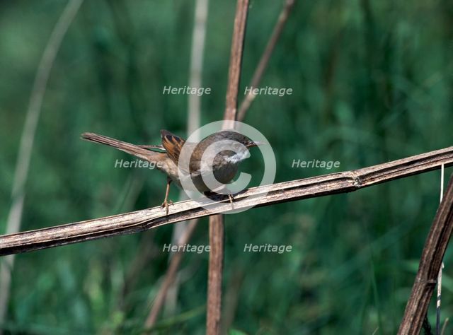 Common whitethroat.