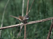 Common whitethroat