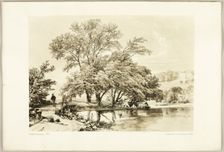 Common Willow, from The Park and the Forest, 1841. Creator: James Duffield Harding