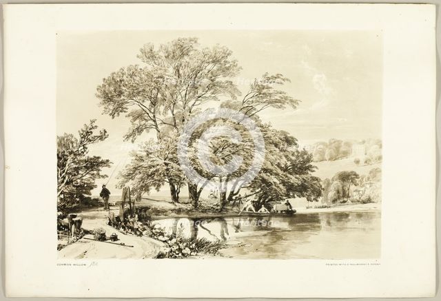 Common Willow, from The Park and the Forest, 1841. Creator: James Duffield Harding.