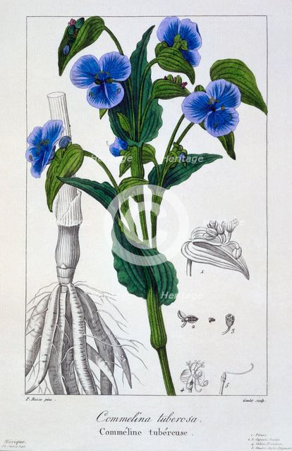 Commelina tuberosa, pub. 1836. Creator: Panacre Bessa (1772-1846).