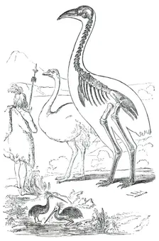 Comparative Sizes of Dinornis, Ostrich, and New Zealander, 1850. Creator: Unknown