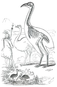 Comparative Sizes of Dinornis, Ostrich, and New Zealander, 1850. Creator: Unknown