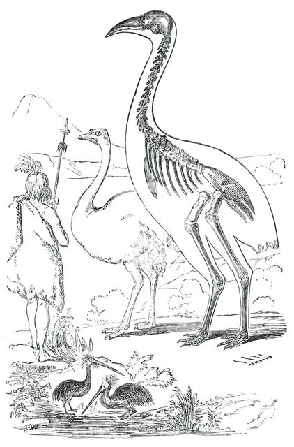 Comparative Sizes of Dinornis, Ostrich, and New Zealander, 1850. Creator: Unknown.