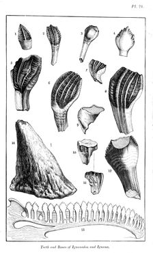 Comparison of the teeth of an iguanodon with those of a modern iguana, 1836. Creator: Unknown