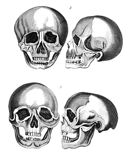 Comparison of Germanic and African skulls, early 19th century. Artist: Unknown