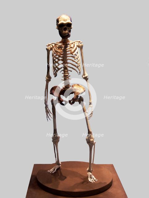 Complete Skeleton of the Talteüll Man, Homo Erectus type. 75 human remains discovered in 197, att…