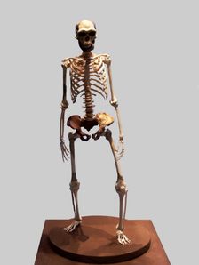 Complete Skeleton of the Talteüll Man, Homo Erectus type. 75 human remains discovered in 197, att…
