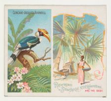 Concave-Casqued Hornbill, from Birds of the Tropics series (N38) for Allen & Ginter Cigare..., 1889. Creator: Allen & Ginter