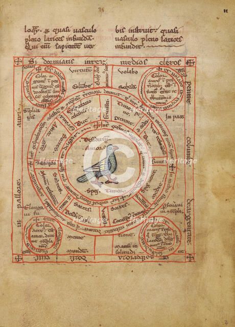 Concerning the Dove; Bestiary, about 1270. Creator: Unknown.