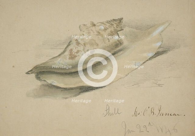 Conch Shell, 1846. Creator: John O'Brien Inman.
