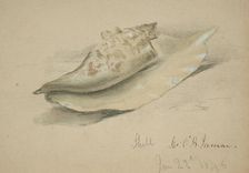 Conch Shell, 1846. Creator: John O'Brien Inman