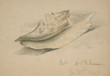 Conch Shell, 1846. Creator: John O'Brien Inman
