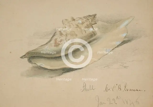 Conch Shell, 1846. Creator: John O'Brien Inman.