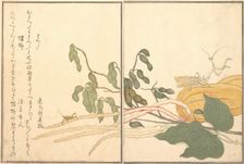 Cone-headed Grasshopper or Locust, (batta); Praying Mantis (Toro or Kamakiri)..., 1788. Creator: Kitagawa Utamaro