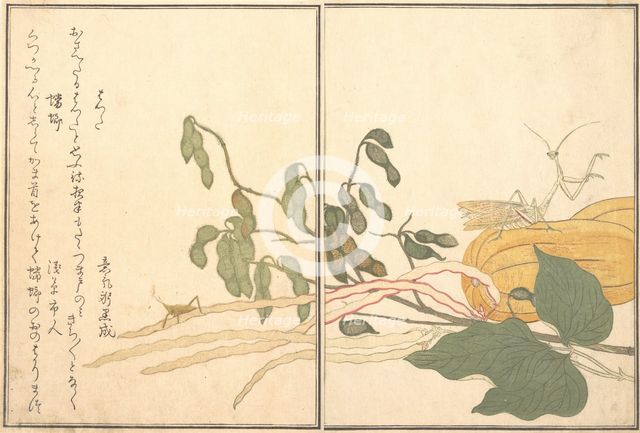 Cone-headed Grasshopper or Locust, (batta); Praying Mantis (Toro or Kamakiri)..., 1788. Creator: Kitagawa Utamaro.