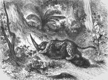 Conflict between the Jaguar and Ant-Eater; A Trip up the Trombetas 1875. Creator: Unknown