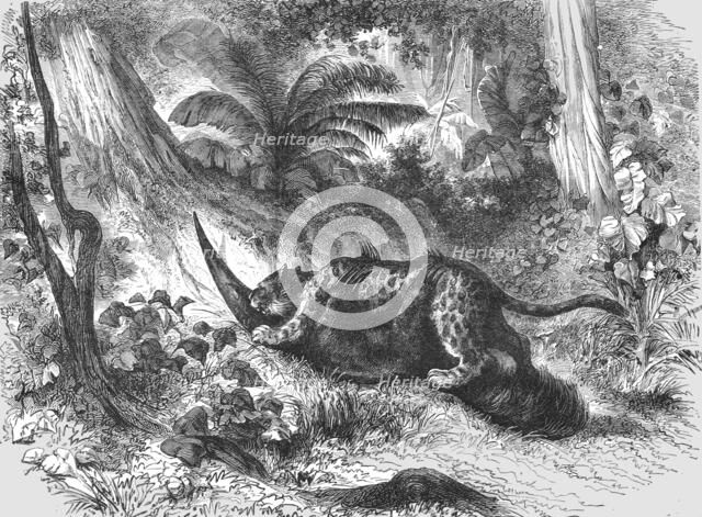 'Conflict between the Jaguar and Ant-Eater; A Trip up the Trombetas', 1875. Creator: Unknown.