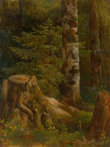Coniferous woods, interior, 1860-1890. Creator: Friedrich Carl von Scheidlin