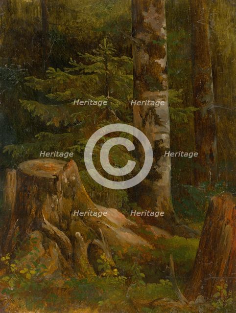 Coniferous woods, interior, 1860-1890. Creator: Friedrich Carl von Scheidlin.