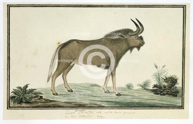 Connochaetes gnou (Black wildebeest), 1777-1786. Creator: Robert Jacob Gordon.