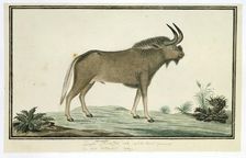 Connochaetes gnou (Black wildebeest), 1777-1786. Creator: Robert Jacob Gordon