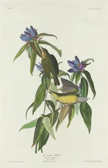 Connecticut Warbler, 1832. Creator: Robert Havell
