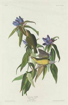 Connecticut Warbler, 1832. Creator: Robert Havell