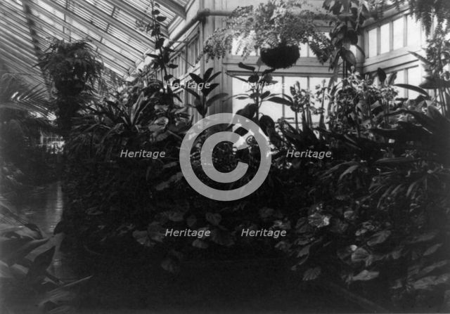 Conservatory of White House, between 1889 and 1906. Creator: Frances Benjamin Johnston.